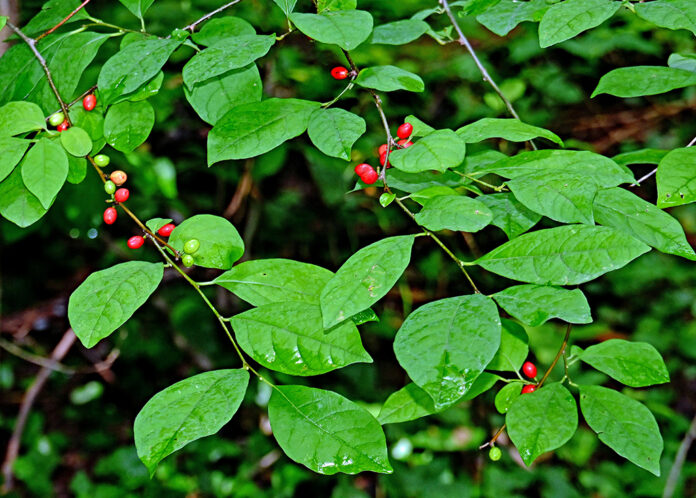 FEATURE PHOTO Spicebush in berryRGB