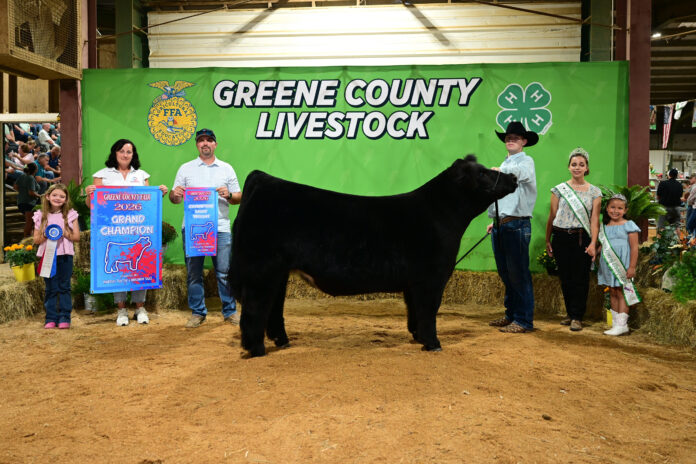 GRAND CHAMPION MARKET STEER: LANE STEPHENSON