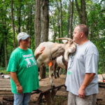 An accidental business: Capricious LLC employs goats for clearing brush, parties Capricious LLC