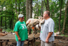 An accidental business: Capricious LLC employs goats for clearing brush, parties Capricious LLC