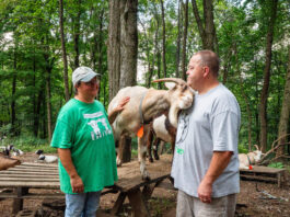 An accidental business: Capricious LLC employs goats for clearing brush, parties Capricious LLC