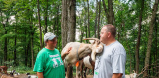 An accidental business: Capricious LLC employs goats for clearing brush, parties Capricious LLC