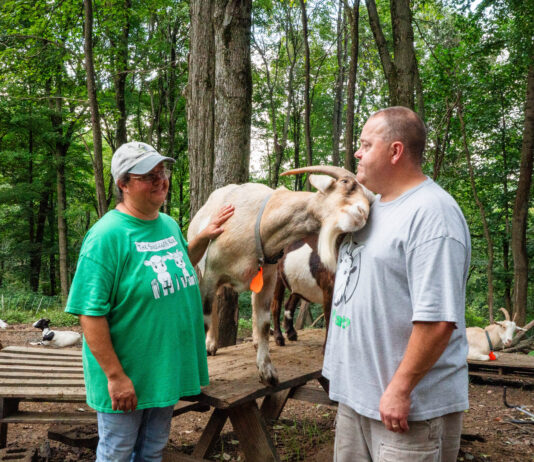An accidental business: Capricious LLC employs goats for clearing brush, parties Capricious LLC