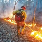 Sometimes the forests need fire: The argument for controlled burns
