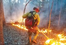 Sometimes the forests need fire: The argument for controlled burns