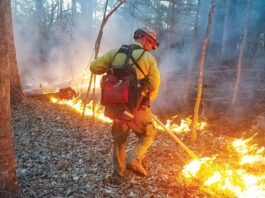 Sometimes the forests need fire: The argument for controlled burns