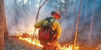Sometimes the forests need fire: The argument for controlled burns