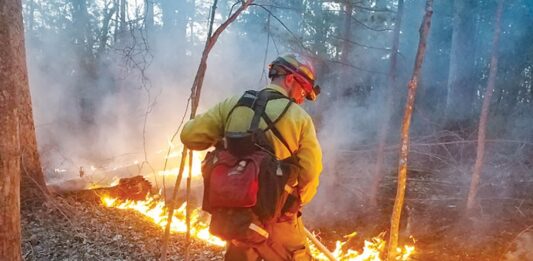 Sometimes the forests need fire: The argument for controlled burns