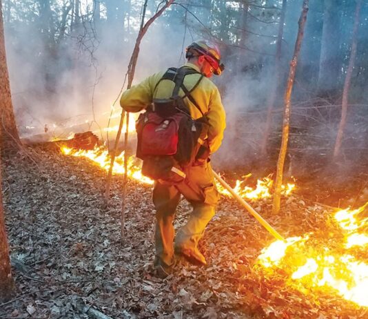 Sometimes the forests need fire: The argument for controlled burns