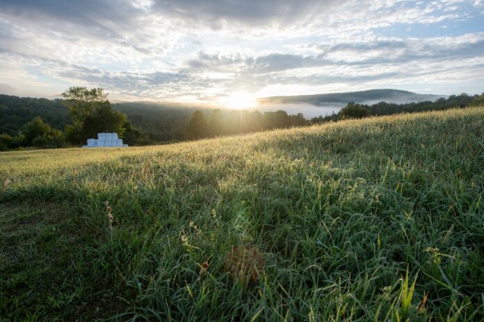 pasture