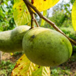 An invasive beetle is threatening the pawpaw just as Americans learn to love it pawpaws