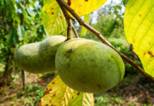 An invasive beetle is threatening the pawpaw just as Americans learns to love it pawpaws
