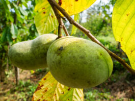 An invasive beetle is threatening the pawpaw just as Americans learn to love it pawpaws