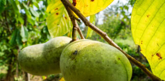 An invasive beetle is threatening the pawpaw just as Americans learn to love it pawpaws