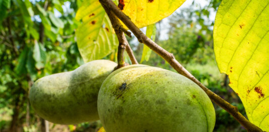 An invasive beetle is threatening the pawpaw just as Americans learn to love it pawpaws