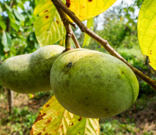 An invasive beetle is threatening the pawpaw just as Americans learns to love it pawpaws