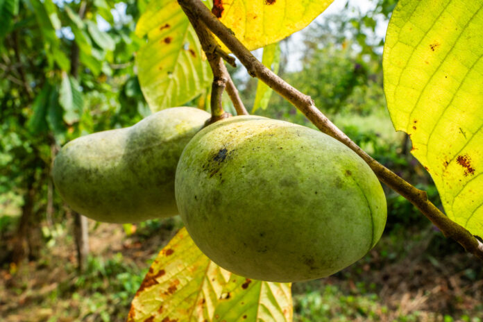 pawpaw closeup pawpaws