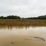 How is the excessive rain impacting harvest? OSU expert answers Athens