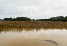 How is the excessive rain impacting harvest? OSU expert answers Athens
