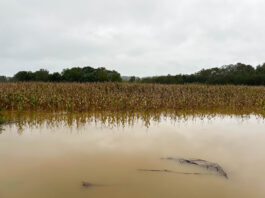 How is the excessive rain impacting harvest? OSU expert answers Athens