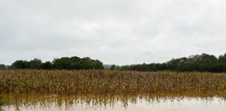 How is the excessive rain impacting harvest? OSU expert answers Athens