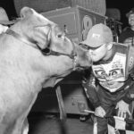 The Racing Report: Kiss the Cow
