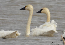 Swans didn’t just show up in Ohio