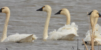 Swans didn’t just show up in Ohio