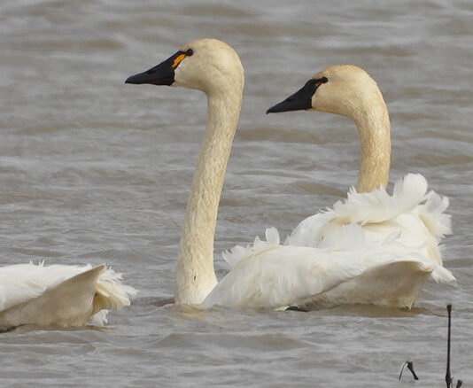 Swans didn’t just show up in Ohio