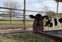 Build high-performance calves: A 4-step roadmap for preweaned success