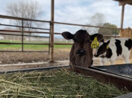 Build high-performance calves: A 4-step roadmap for preweaned success
