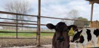 Build high-performance calves: A 4-step roadmap for preweaned success