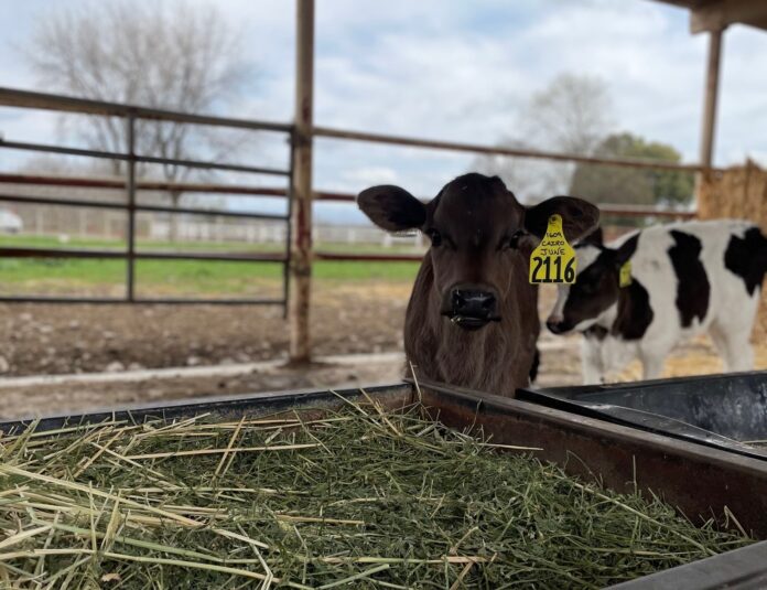 dairy_ecxel