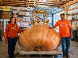 Growing Giants: Pa. couple finds joy, success in raising giant pumpkins Carol and Dave Stelts