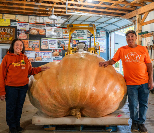 Growing Giants: Pa. couple finds joy, success in raising giant pumpkins Carol and Dave Stelts
