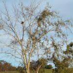 A baby calf was found dead. Were eagles to blame?