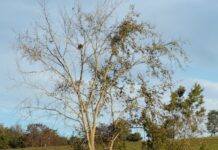 A baby calf was found dead. Were eagles to blame?