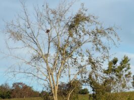 A baby calf was found dead. Were eagles to blame?