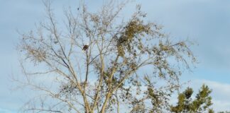 A baby calf was found dead. Were eagles to blame?