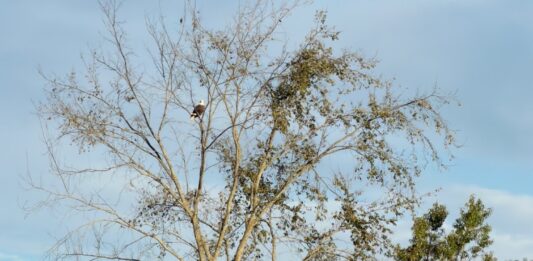 A baby calf was found dead. Were eagles to blame?