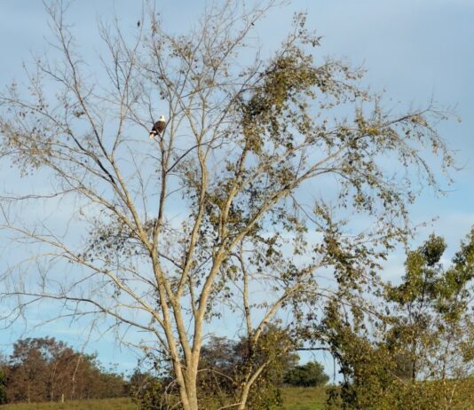 A baby calf was found dead. Were eagles to blame?