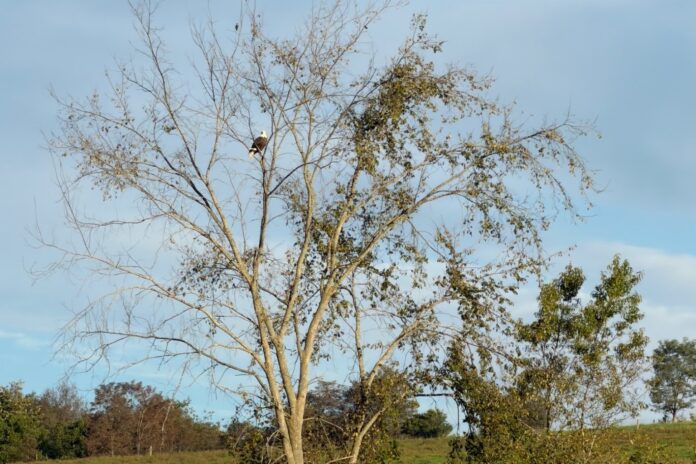 eagle