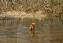 How a golden retriever became a duck hunting legend in the marsh