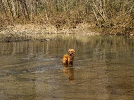 How a golden retriever became a duck hunting legend in the marsh