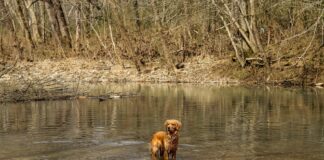 How a golden retriever became a duck hunting legend in the marsh