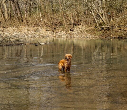 How a golden retriever became a duck hunting legend in the marsh