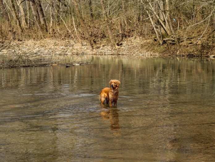 golden retriever