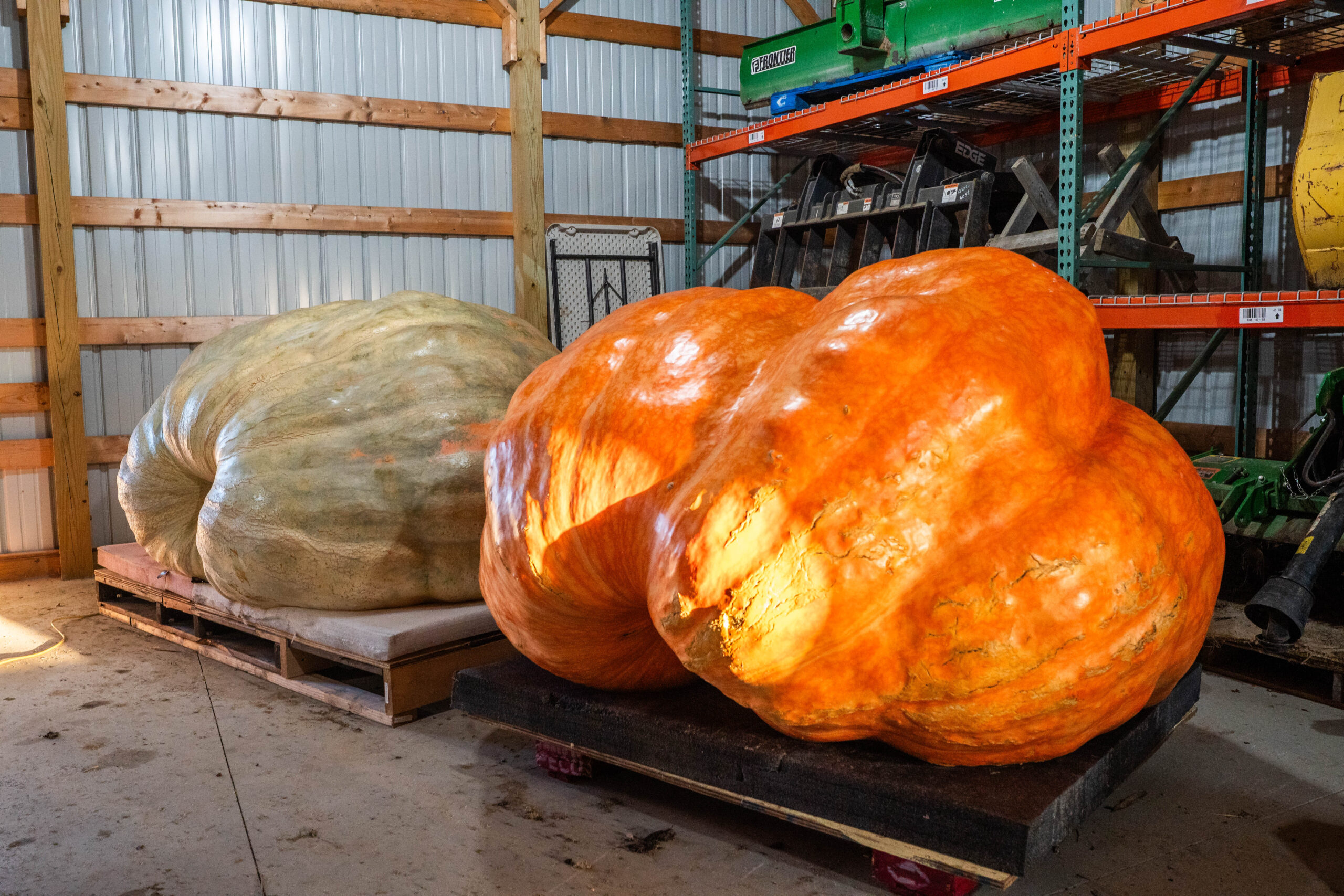 giant pumpkins