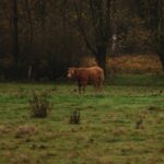 Fall can be an effective time to control troublesome weeds