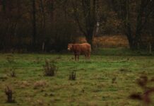 Fall can be an effective time to control troublesome weeds